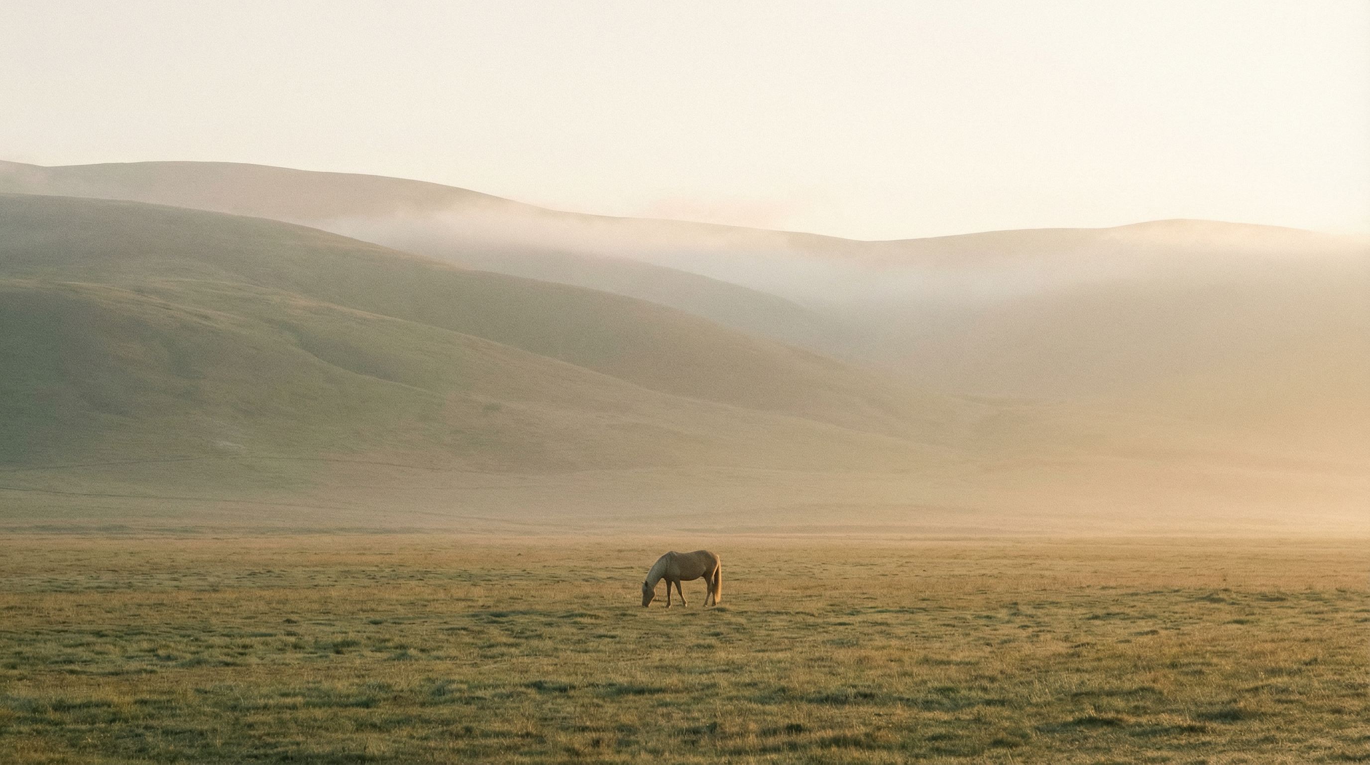 Horse grazing in open meadow